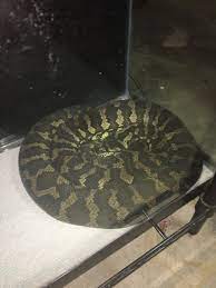 new carpet python is it actually an
