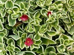 Pianta di gardenia jasminoides vaso 17cm. Piante Grasse Da Giardino Piante Grasse Il Giardino Con Piante Grasse