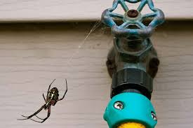 Tips To Get Rid Of Spiders In Your Home