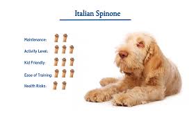 Italiano spinone (white) mixed with english mastiff (brindle). Italian Spinone Dog Breed Everything You Need To Know At A Glance