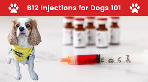 vitamin b12 injection benefits for dogs