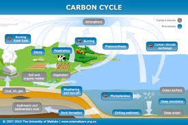 the ocean and the carbon cycle