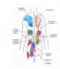 Scientific Pain Reference Chart Trigger Points Chest Pain