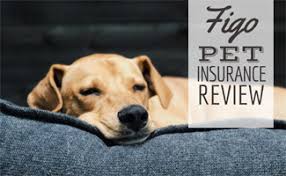Check spelling or type a new query. Figo Pet Insurance Reviews What Does It Cover Cost And Quote Customer Service Promo Code Cancellation Policy And More Caninejournal Com
