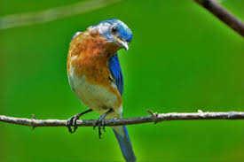 attracting bluebirds to your garden for