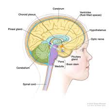Understanding your central nervous system is integral to understanding your self, why and how your feeling and what your brain is telling you about reality. Brain Tumors In Children Curesearch