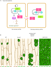 hypocotyl epidermal patterning and its