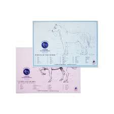 A3 Equine Wall Charts Lingfield Correspondence
