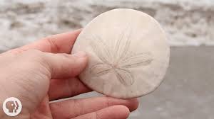Check spelling or type a new query. Sand Dollars Unit Study Links