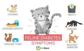 You will need to be extra vigilant of your cat during the. Diabetes In Cats Signs Managing Diabetes Mellitus