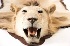 african lion taxidermy skin rug