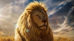 700 lion pictures wallpapers com