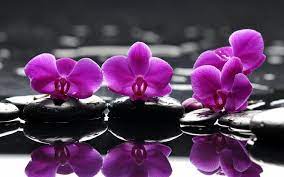 Beautiful Orchids Wallpapers - Top Free ...