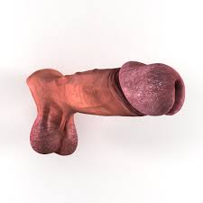 penis 3D Модель in Анатомия 3DExport
