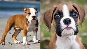 Expect to pay anywhere from $500 to $1,500 for a boxer shepherd puppy. All About The Pitbull Boxer Mix Facts Information