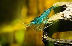 Will shrimp breed in a community tank?