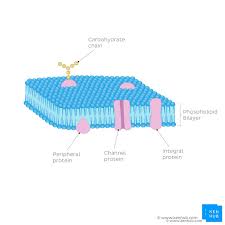 cellular organelles and their functions
