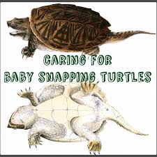 how to care for baby snapping turtles