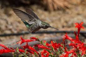 Hummingbird Gardening California