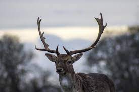 deer free stock photo by unsplash on