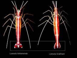 Cleaner Shrimp Vs Peppermint Shrimp gambar png