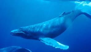 Humpback Whale Wikipedia