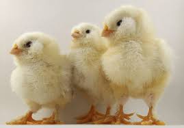 Baby Chicks The Definitive Care Guide