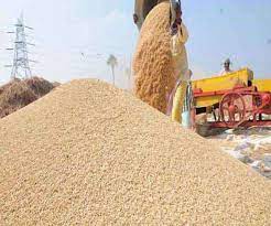 Wheat Procurement: हरियाणा में समय से पहले पूरी होगी गेहूं खरीद, भुगतान भी  जल्दी - Wheat procurement will be completed before time in Haryana