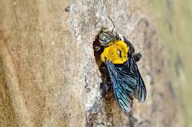 how to deal with carpenter bees