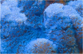 anemone ibluewater