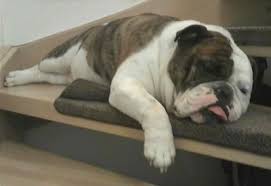 Know their health issues and more. Victorian Bulldog Dog Breed Information And Pictures