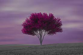 a lonely purple tree in the bush
