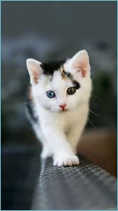 Cute Cat Mobile Phone Hd Wallpapers