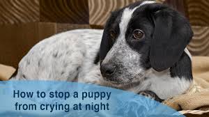 how long do puppies cry at night how