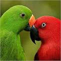 pictures of 2 parrots dancing
