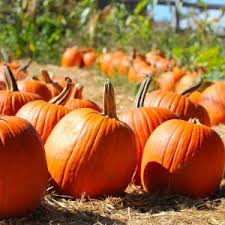 pumpkin patch halloween party