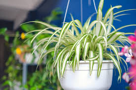 Nontoxic Houseplants To Your Home Decor