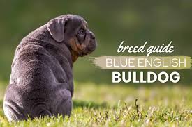 blue english bulldog a guide to