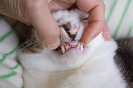 gingivitis in cats symptoms causes