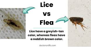 lice vs flea comparison friendly