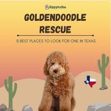 goldendoodle rescue 8 best rescues in