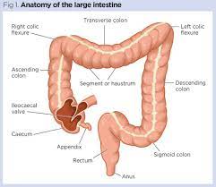 functions of the large intestine