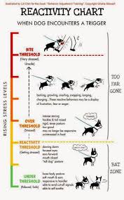 Northeast Boston Terrier Rescue Dog Stress Level Chart