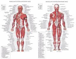 Us 0 99 50 Off Human Anatomy Muscles System Art Poster Print Body Map Canvas Wall Pictures For Medical Education Home Decor In Painting