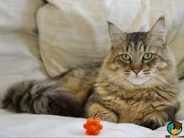 The siberian cat, also called the siberian forest cat, is an adventurous and athletically built cat who possesses a gentle and affectionate disposition. Pixie Bob Cat Breed Information Uk Pets