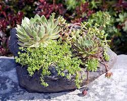 succulent plants with pots of original