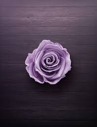 purple rose on wooden surface free