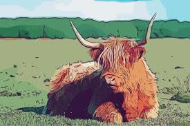 Highland Cow Colourful Canvas Print