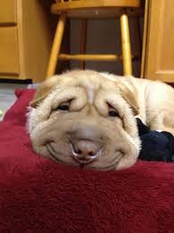 Happy face funny smile picture. 201 Smiling Animals That Will Instantly Make You Smile Bored Panda