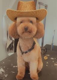 Find puppies and breeders in your area and helpful information. Redteddybear Poodle Puppies Redteddy Poodle Puppies